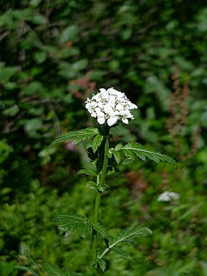 Achillée à grandes feuilles