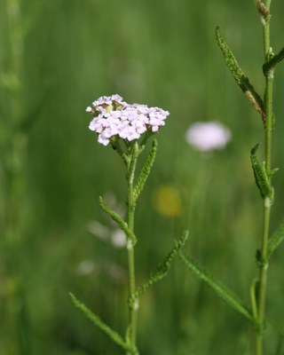 Achillée rose et blanche