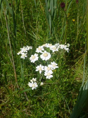 Achillée sternutatoire