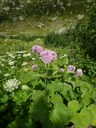 Adénostyle à feuilles d'alliaire