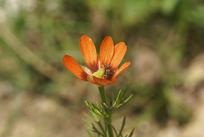 Adonis d'été