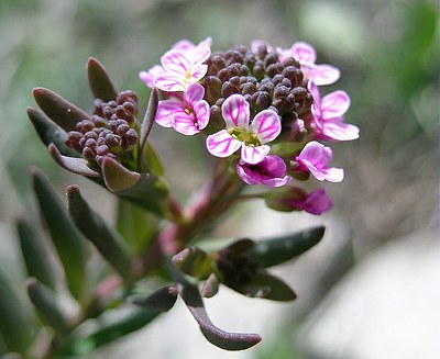 Aethionema des rochers