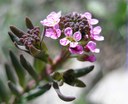 Aethionema des rochers