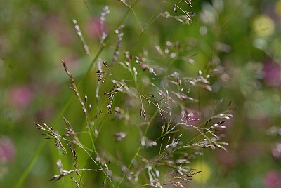 Agrostide capillaire