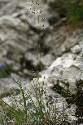 Agrostide de Schleicher