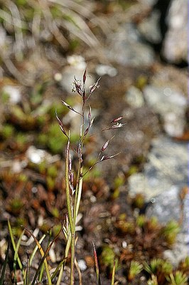 Agrostide des rochers