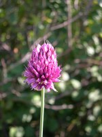 Ail à tête ronde