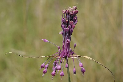 Ail coloré