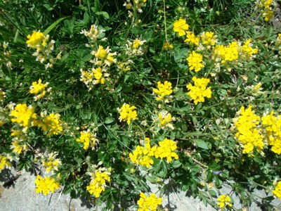 Alyssum des montagnes