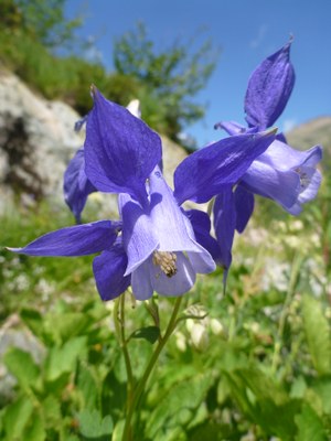 Ancolie alpine 