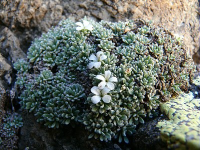 Androsace de Vandelli