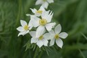 Anemone à fleurs de narcisse