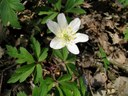 Anemone des bois