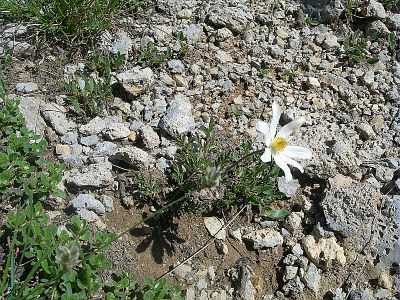 Anemone du mont Baldo