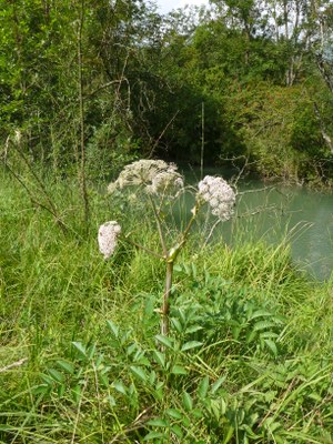 Angélique des bois