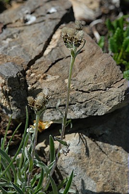 Antennaire des Carpates