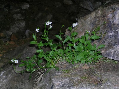 Arabette des Alpes