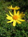 Arnica