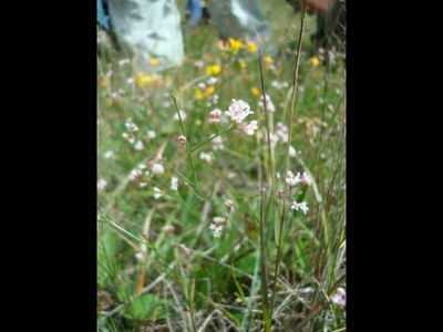 Aspérule à l'esquinancie