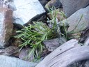 Asplenium septentrional