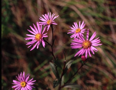 Aster amelle