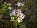 Aster de la nouvelle Belgique