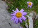 Aster des Alpes