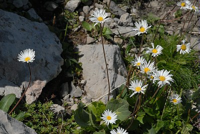 Aster fausse pâquerette