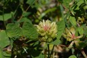 Astragale à feuilles de réglisse