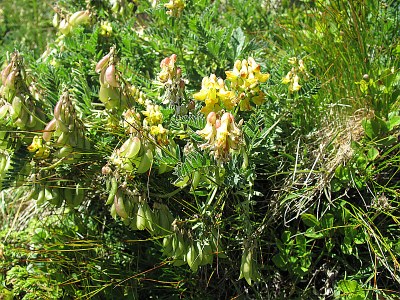 Astragale à fleurs pendantes