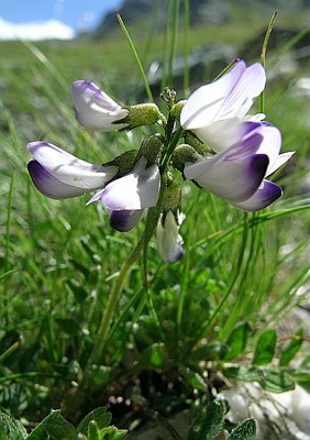 Astragale des Alpes