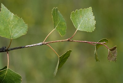 Bouleau verruqueux