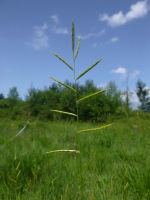 Brachypode des rochers