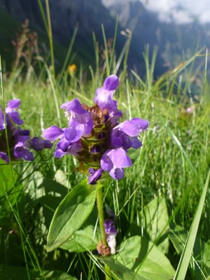 Brunelle à grandes fleurs