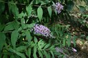 Buddleia