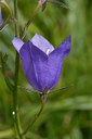 Campanule à feuilles de pêcher