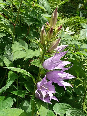 Campanule à larges feuilles