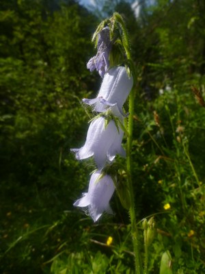 Campanule barbue