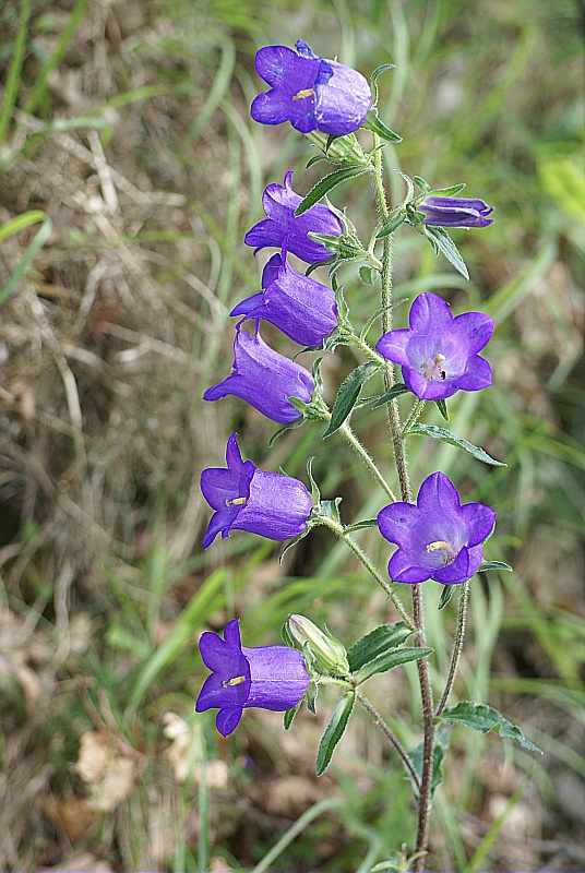 Graines Campanula - Taille Moyenne - Pour Environ 200 Plantes - Semis Mai-juin, Emplacement Ensoleillé/mi-ombre
