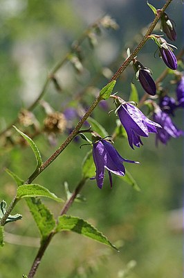 Campanule fausse raiponce