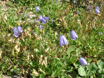 Campanule à feuilles de cranson