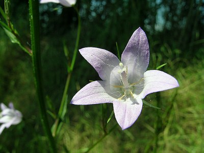 Campanule raiponce