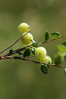 Canneberge à petits fruits