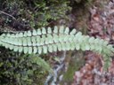 Asplenium trichomanes