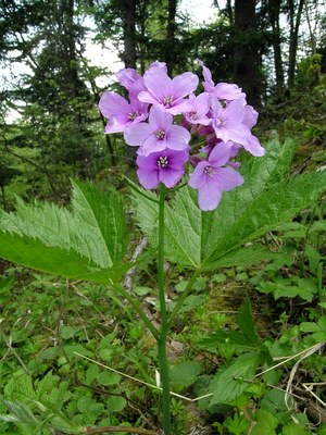 Cardamine à cinq folioles