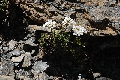 Cardamine à feuilles de réséda