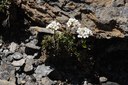 Cardamine à feuilles de réséda