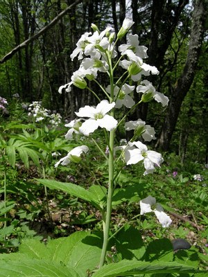 Cardamine à sept folioles