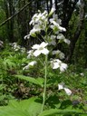 Cardamine à sept folioles