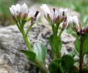 Cardamine des Alpes